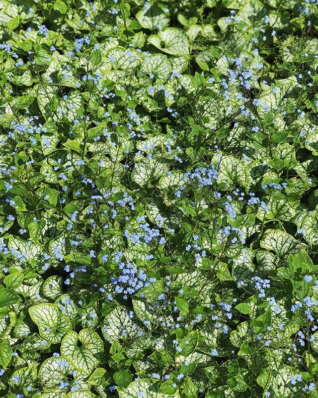 The heart shaped leaves sum up just how we feel about our Brunnera mac. Jack Frost&rsquo;s! Currently on our Looking Good list! 
#wholesale #plantnursery #brunnera #landscaping #gardendesign #avlist #lglist #blueflower