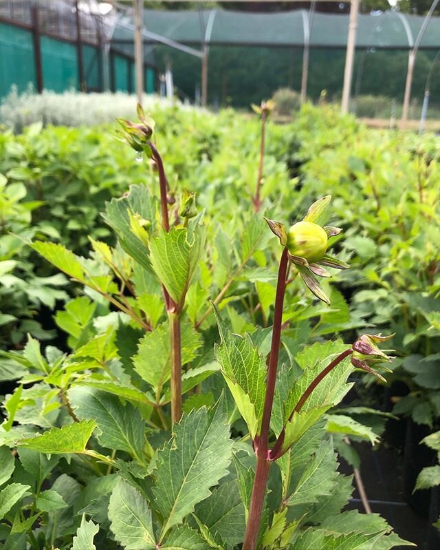 The perfect time to order our Dahlias so you can fully appreciate their beauty! Check our AVlist &amp; LGlist to see which are in bud now. 
#dahlia #wholesale #plantnursery #gardendesign #landscaping #horticulture #crazylove #whiteswan #bishopofdover