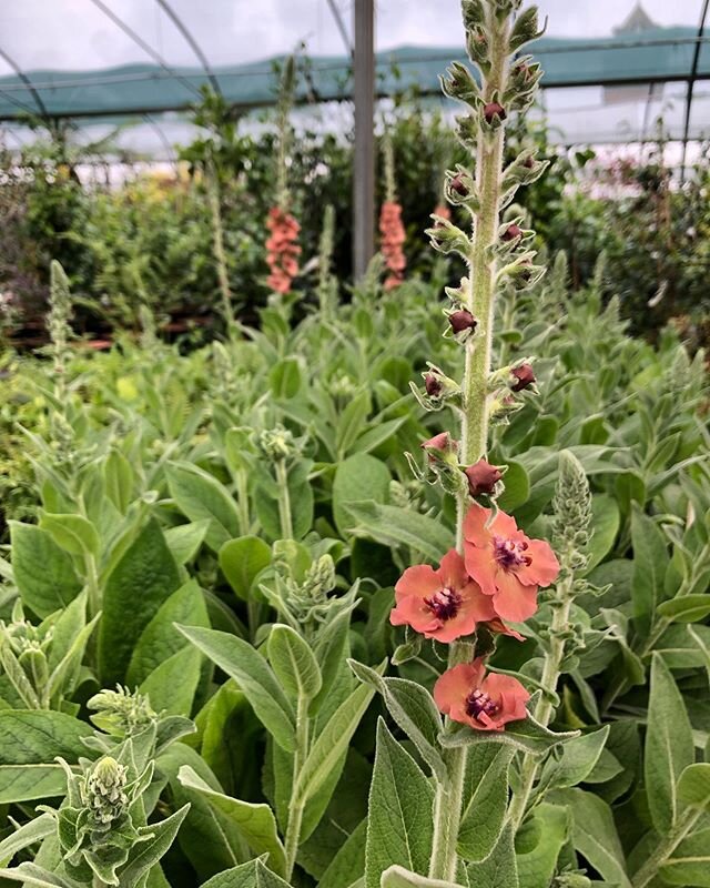 Verbascum Helen Johnson opening up with some lovely flowers! 😍

#wholesale #plantnursery #verbascum #landscaper #gardendesign #horticulture #flowers #avlist #lglist