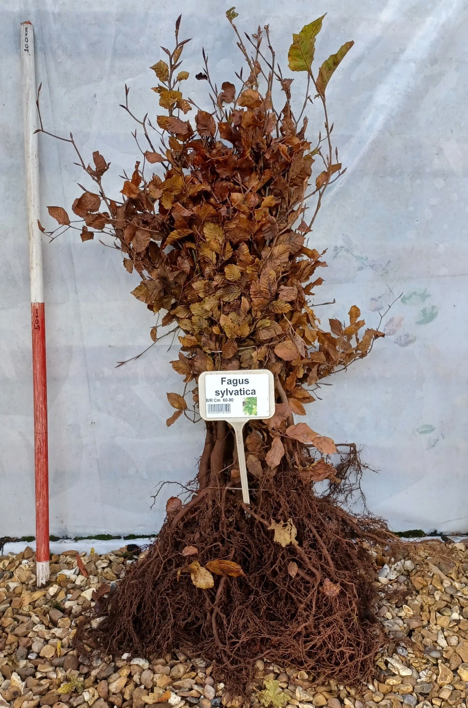 Chichester Trees and Shrubs Ltd.