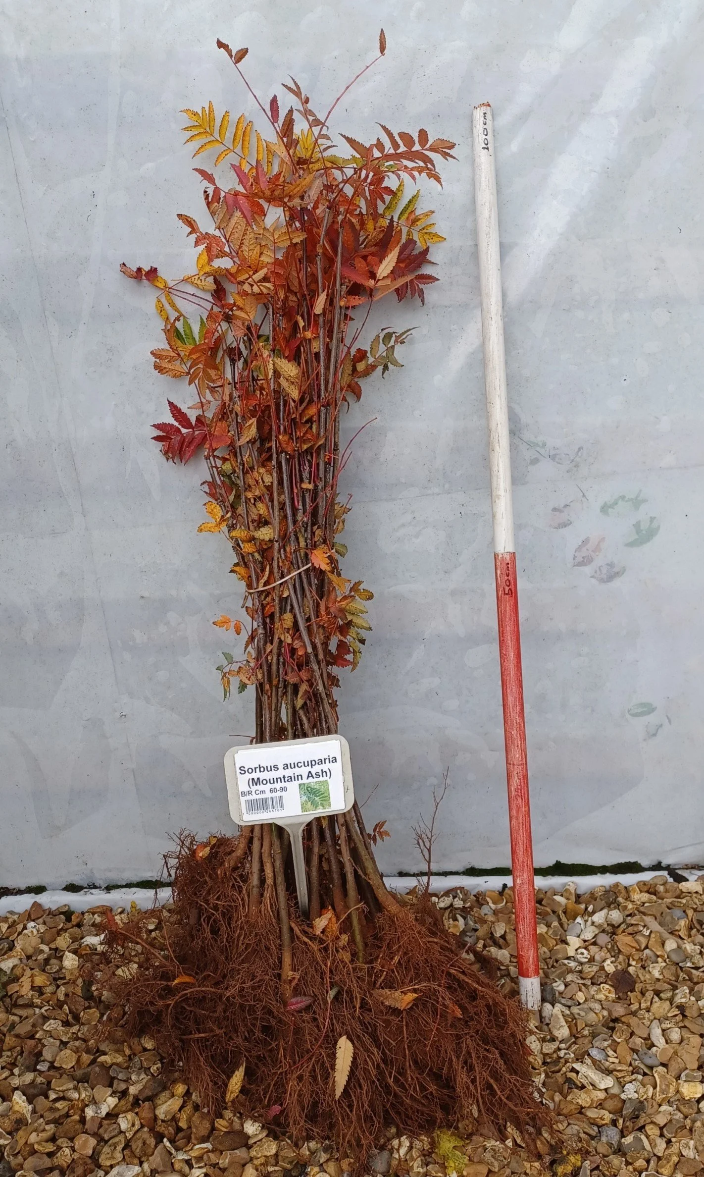 Chichester Trees and Shrubs Ltd.