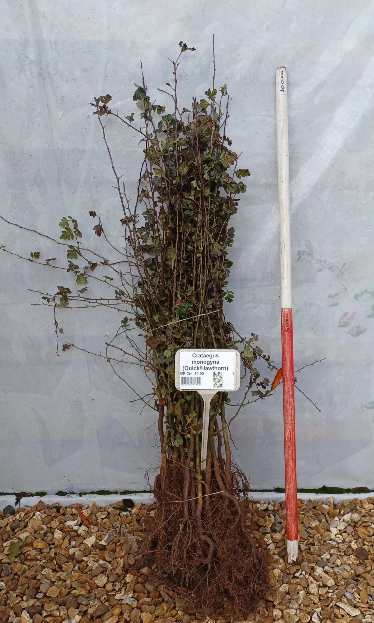Chichester Trees and Shrubs Ltd.