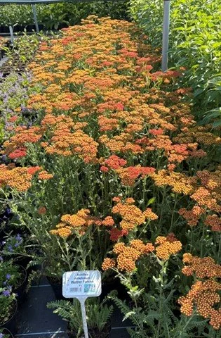 achillea walter funcke.jpg
