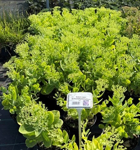 sedum brillant.jpg