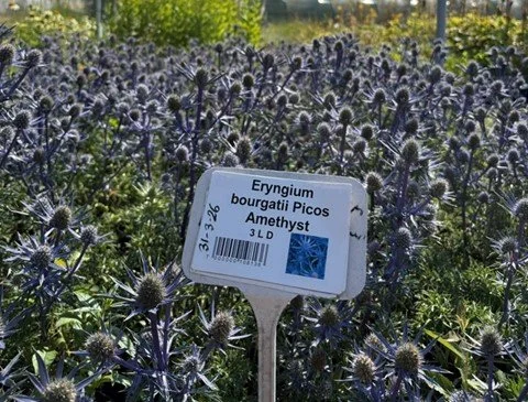eryngium picos amethyst.jpg