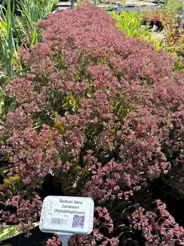sedum jameson.jpg