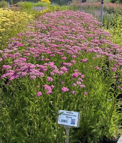 achillea lilace beauty.jpg