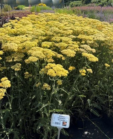achillea terracotta.jpg
