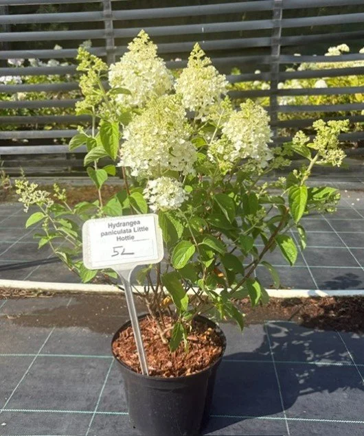 hydrangea.jpg