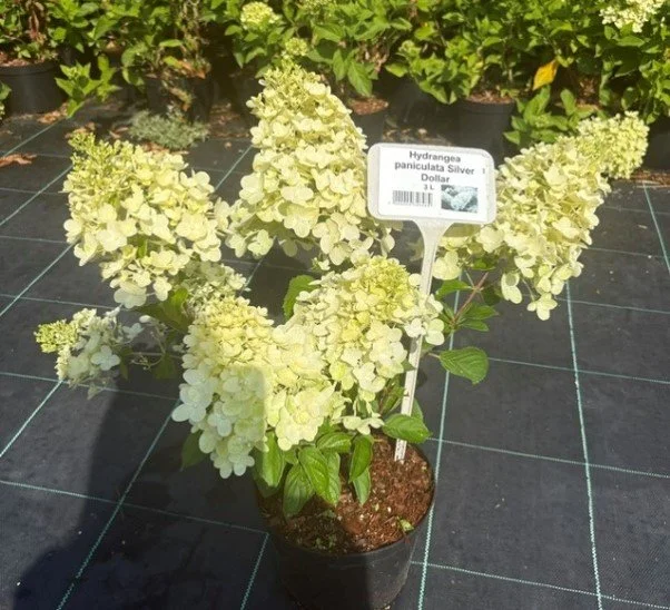 hydrangea 3.jpg