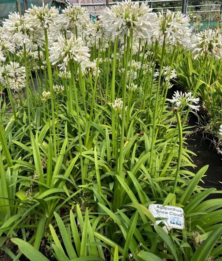 agapanthus 2.jpg