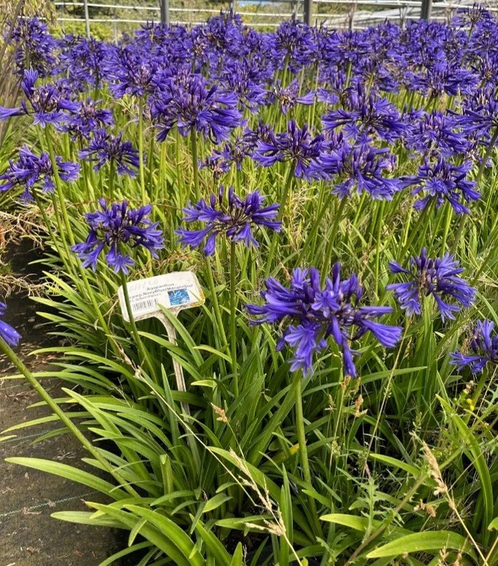 agapanthus 1.jpg