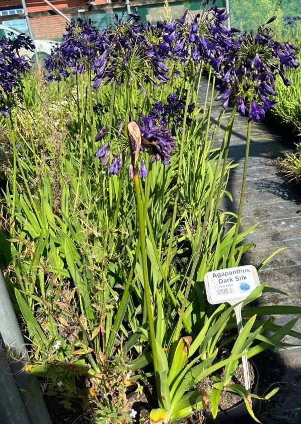 agapanthus 3.jpg