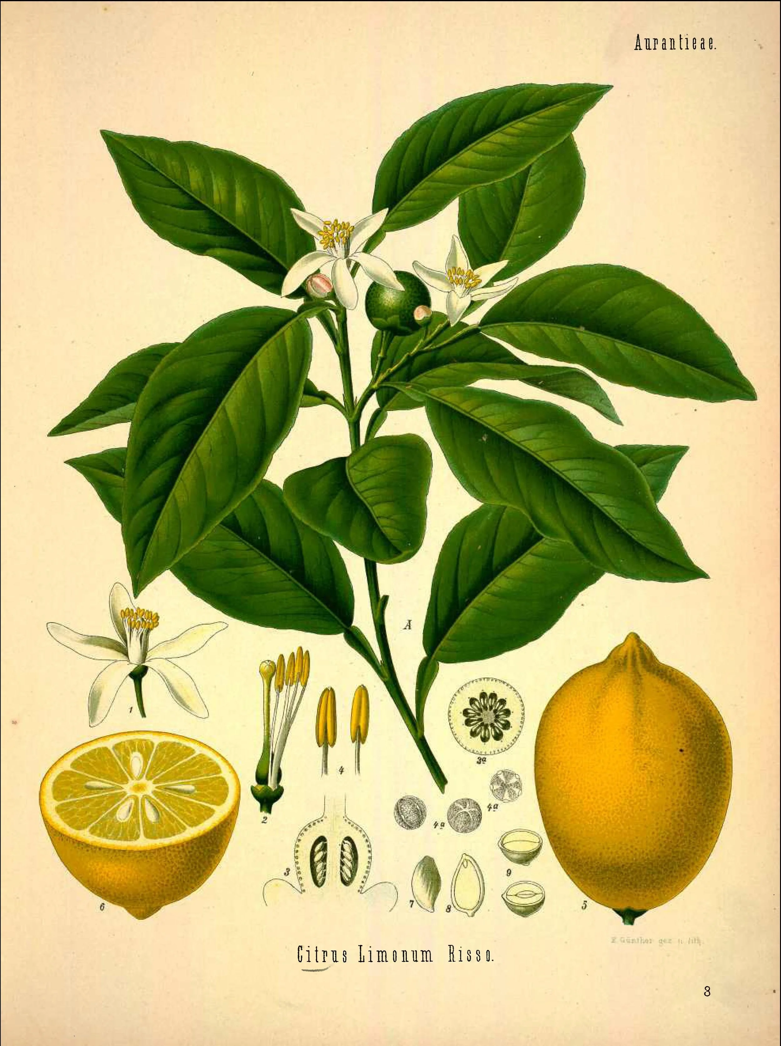 Vintage Botanical Illustration — Artist Unknown