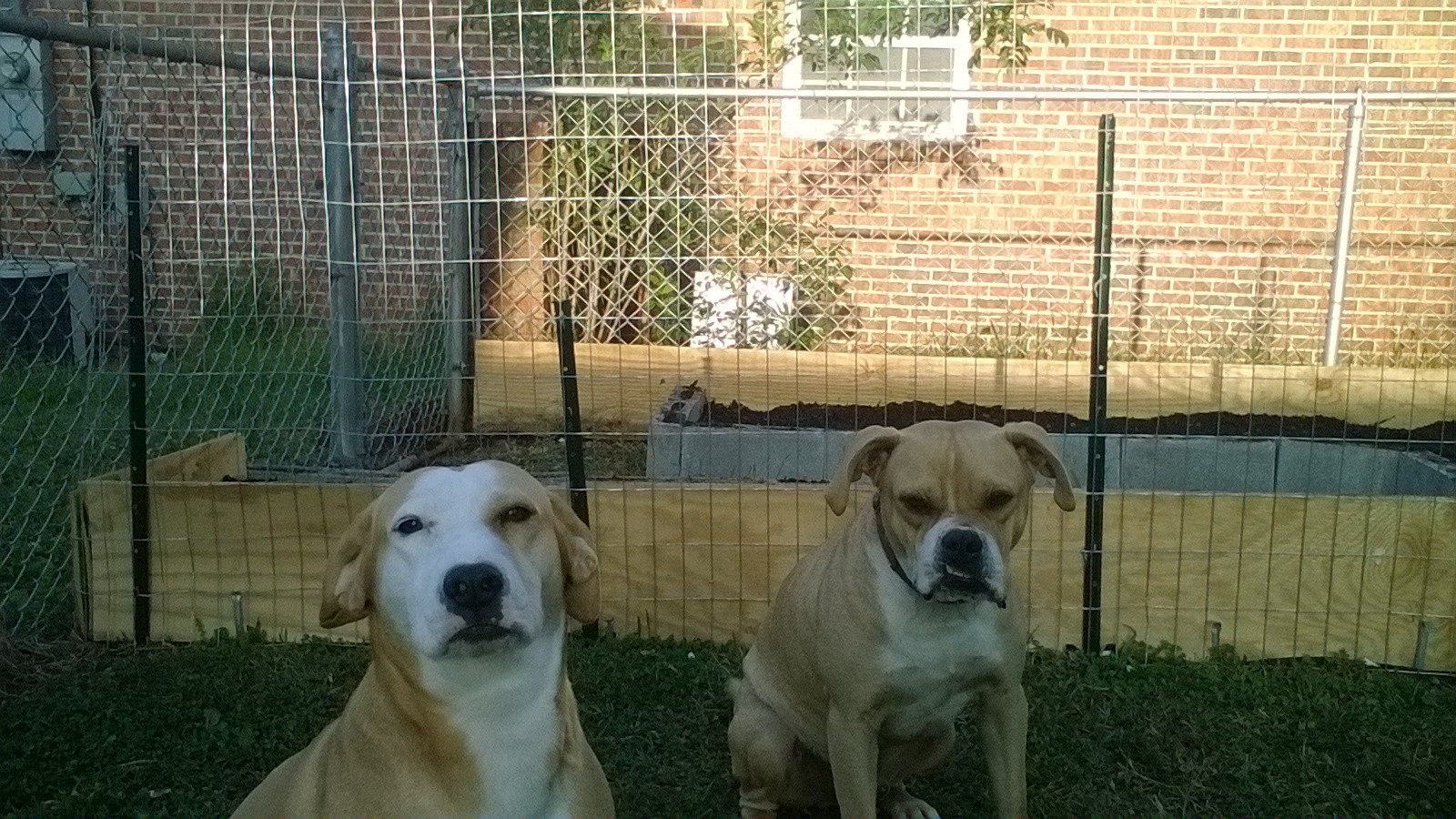 Butterscotch (on the left) and Bruiser (on the right) don't look too happy about being kept out of the garden!