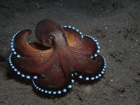 Bioluminescent Octopus