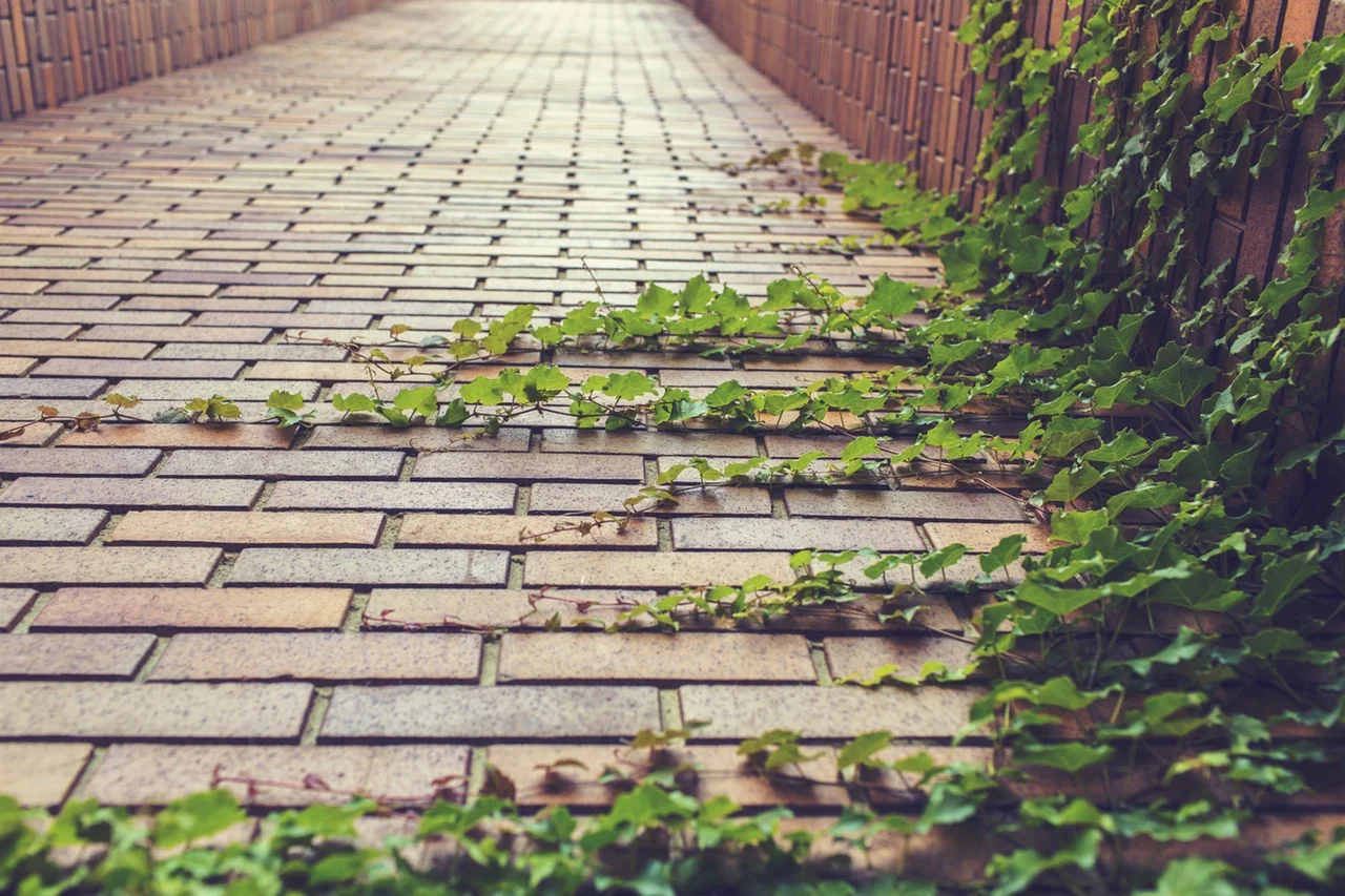 nature-path-plants-grow-rampant-1024x682.jpg
