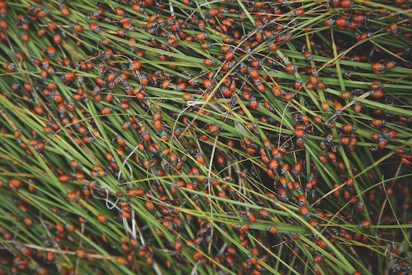 pexels-photo-199095-1024x683.jpeg