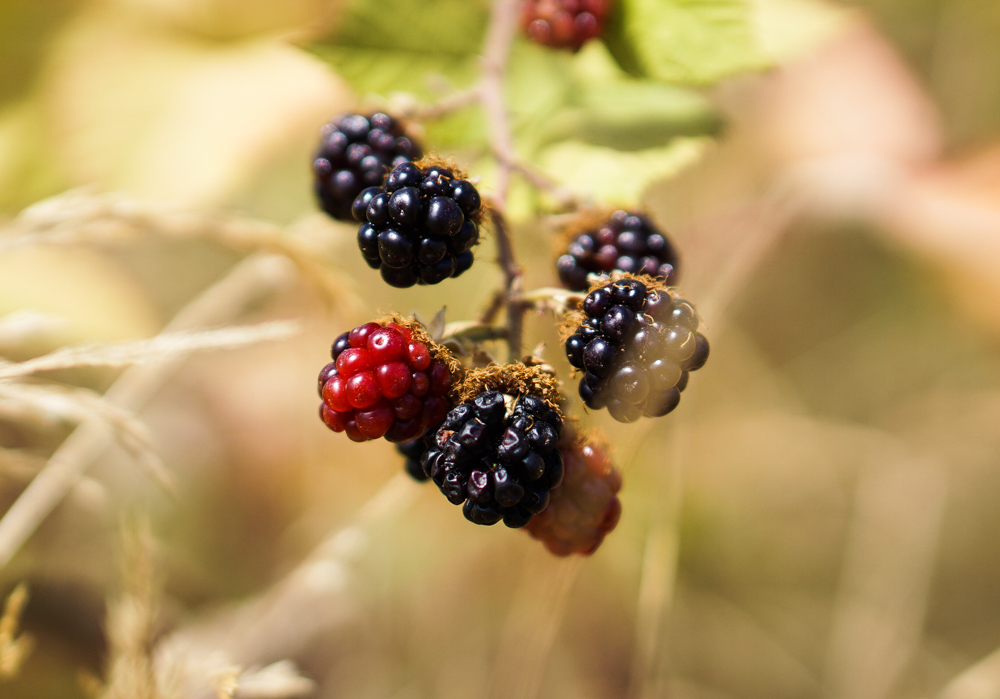 DSC09492.jpg