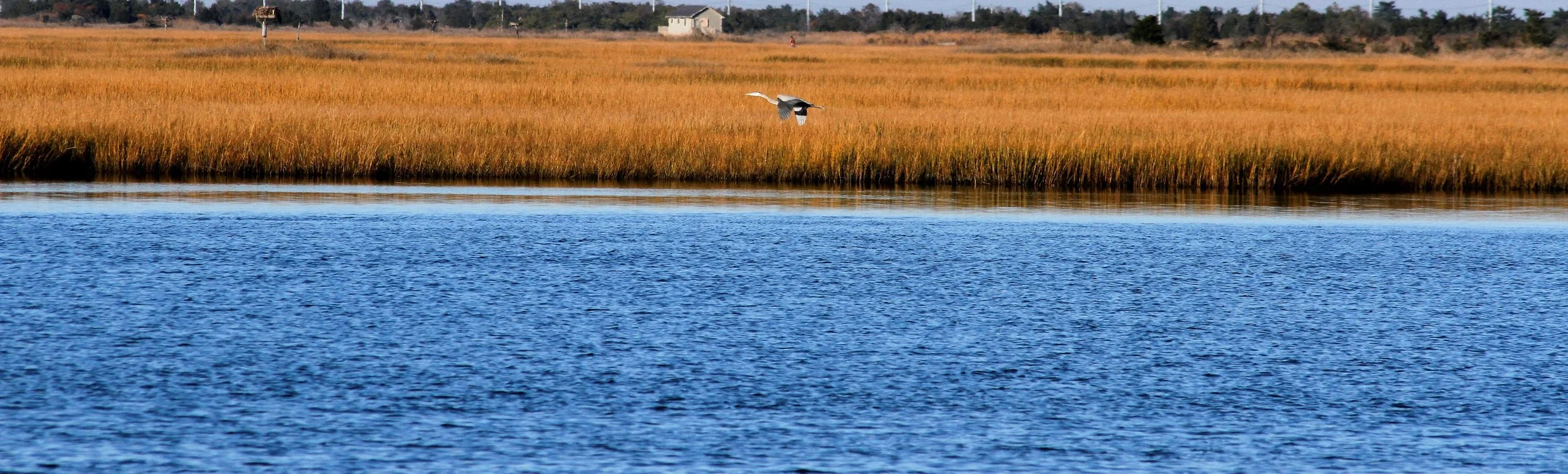 blueheron.JPG