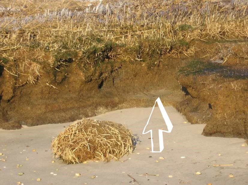 erosionpeatexposure.jpg