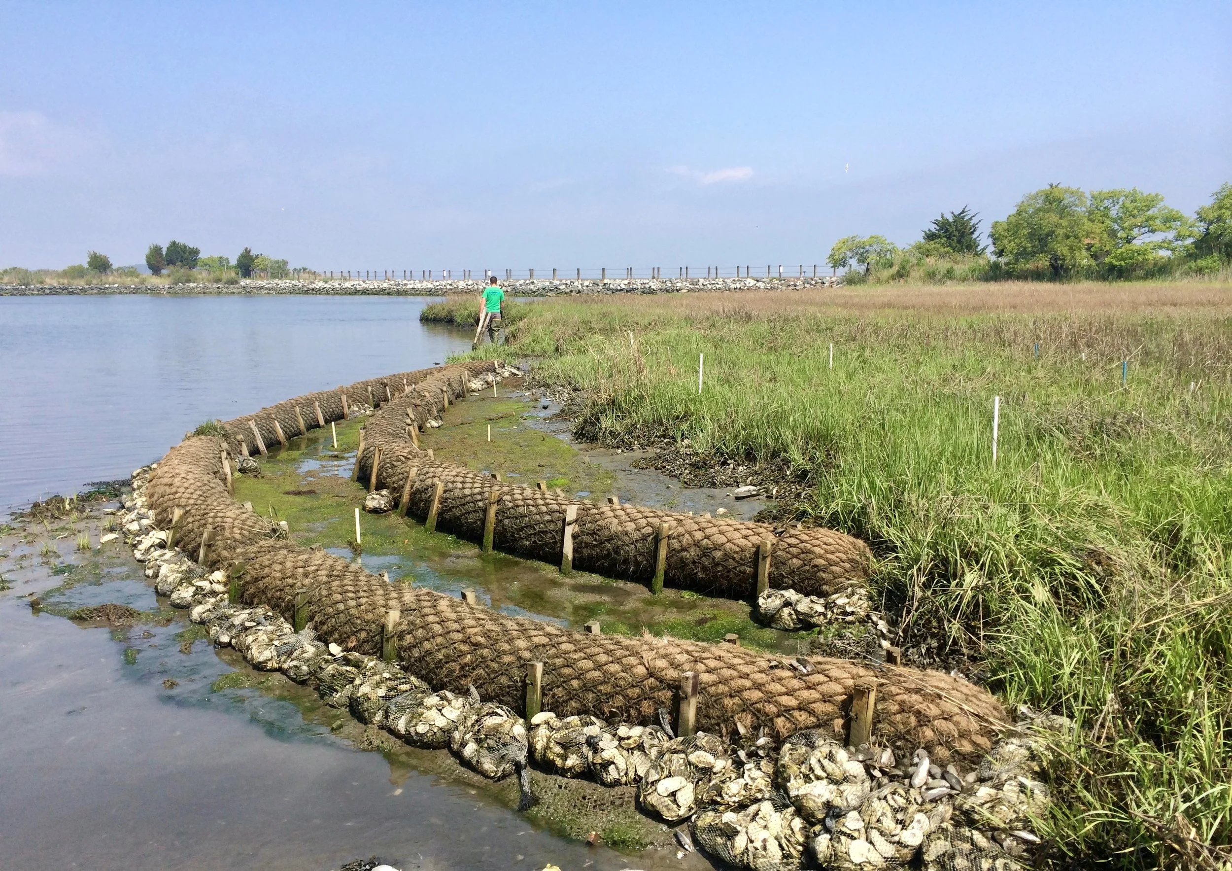 Living Shorelines 101: A Green Way to Protect Your Property