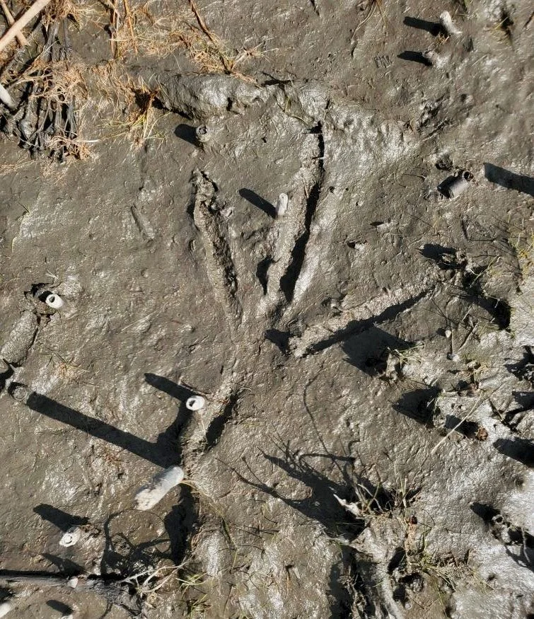 Heron track Oct 2023.jpg