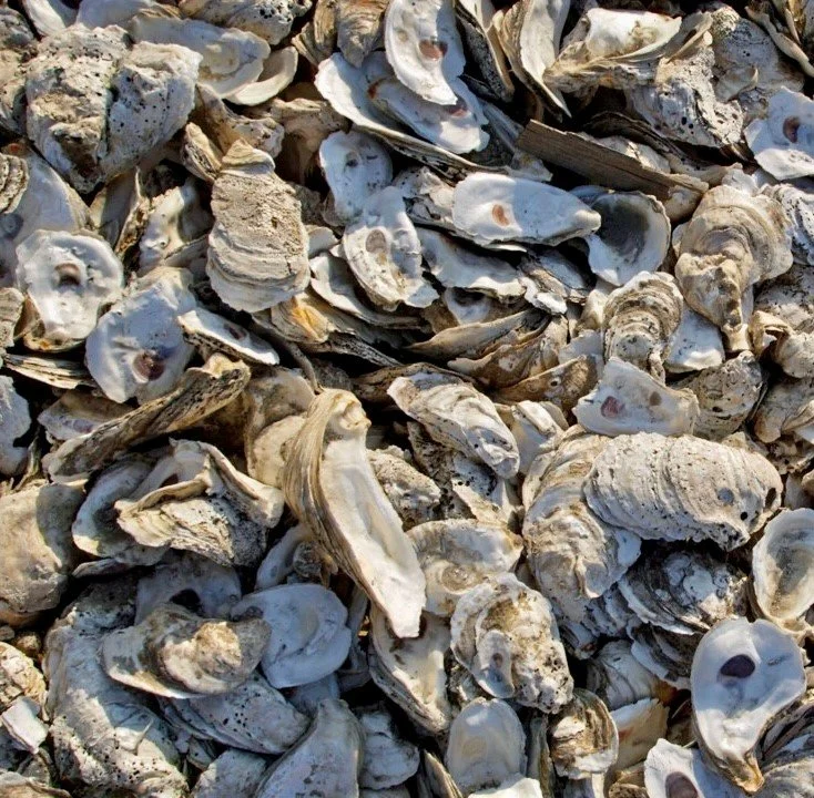 Oysters 2024.jpg