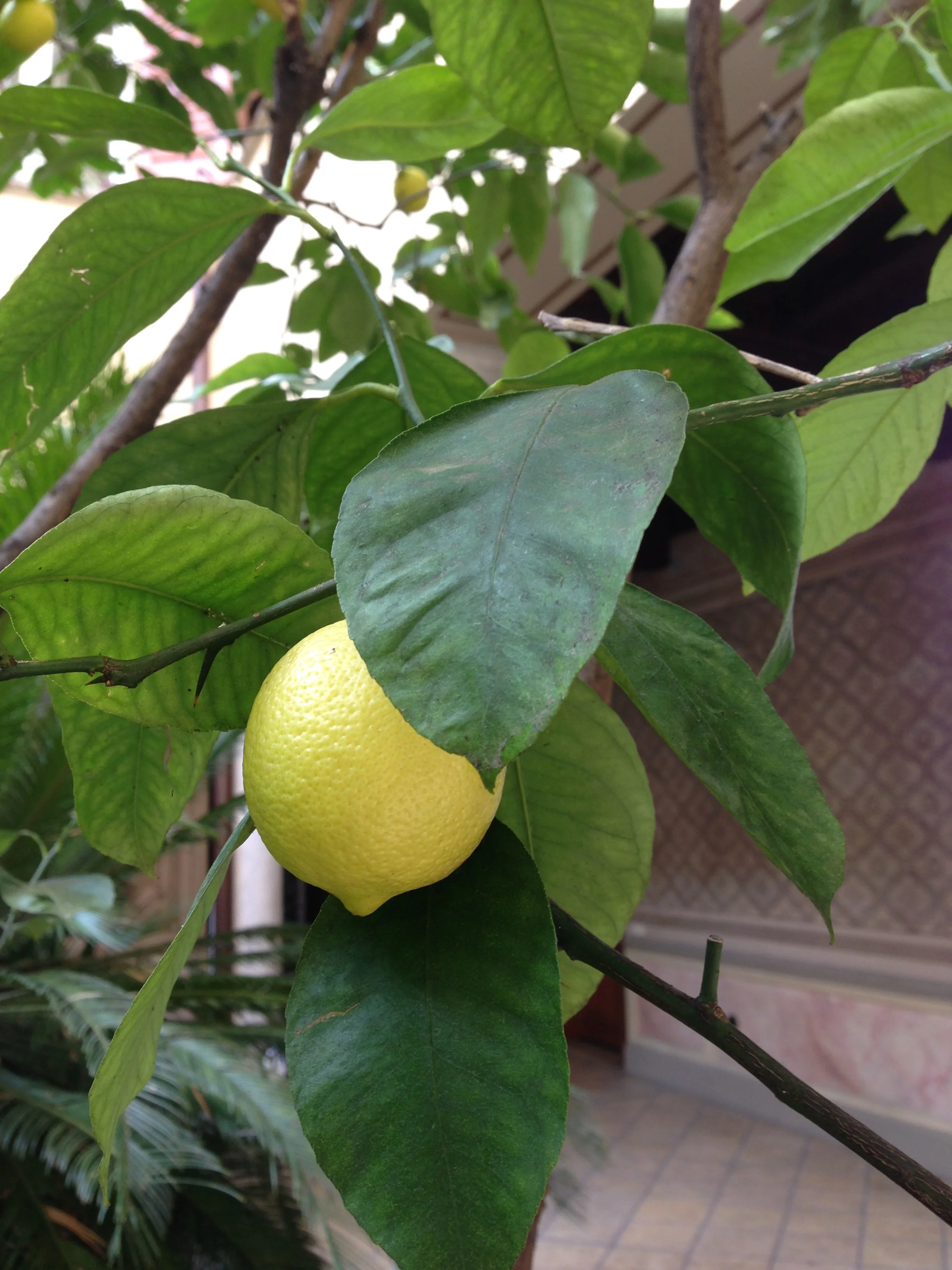 Choosing Simplicity and Ease