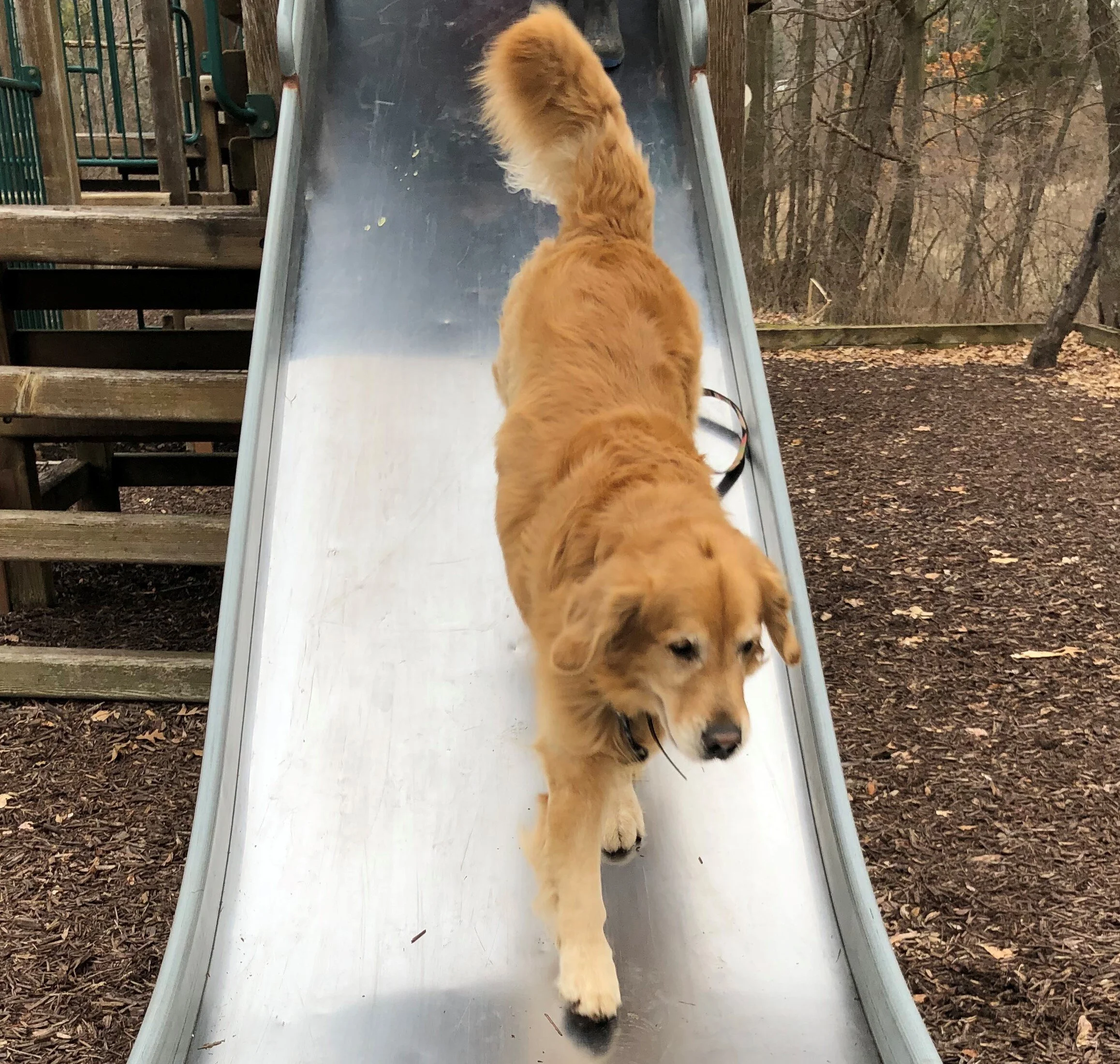 Our dog has taken up a new hobby during this time! He loves going down the slide at the play structure!