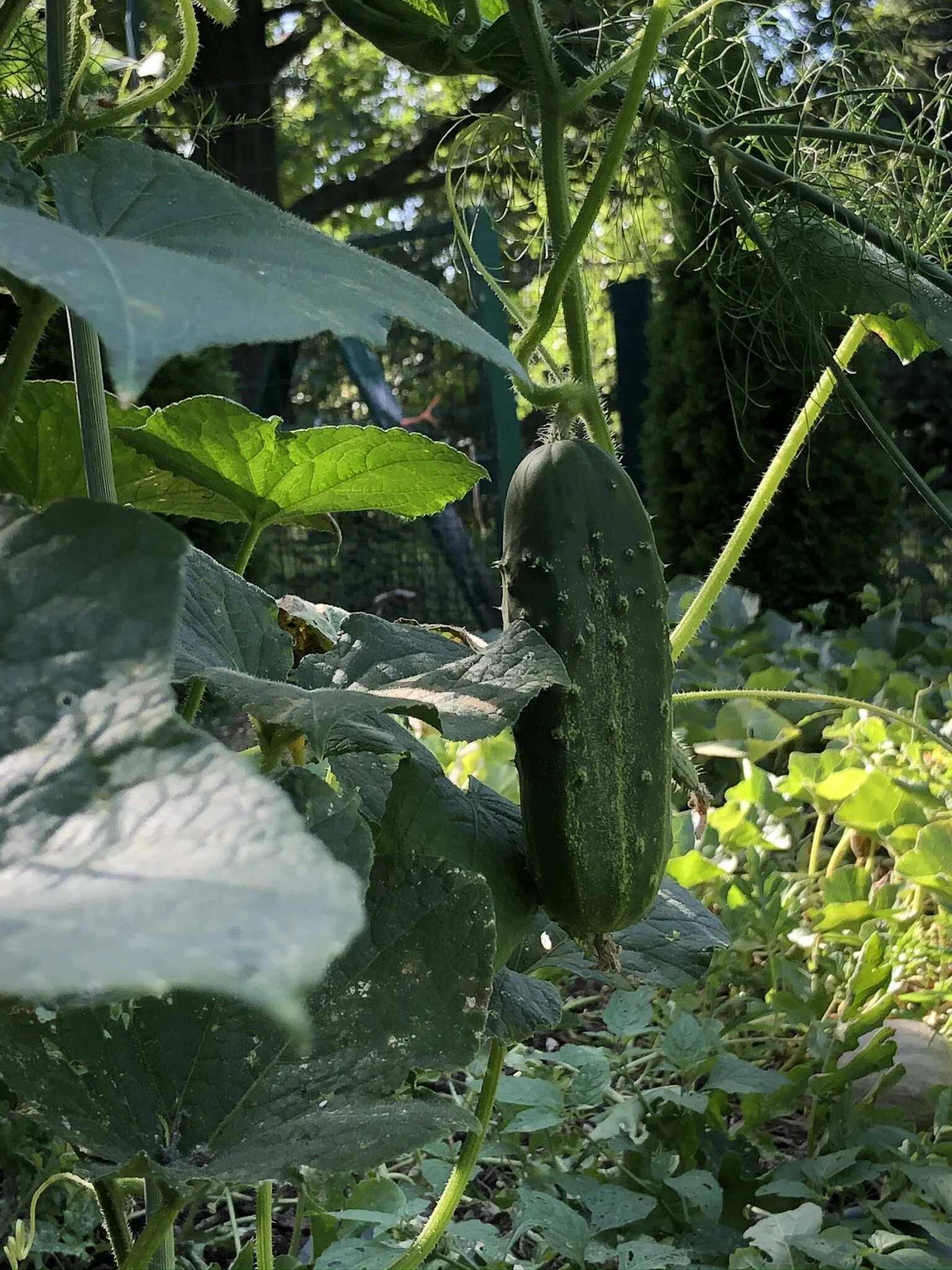 Cooler days sure feel nice. However, we will miss fresh vegetables from the garden.