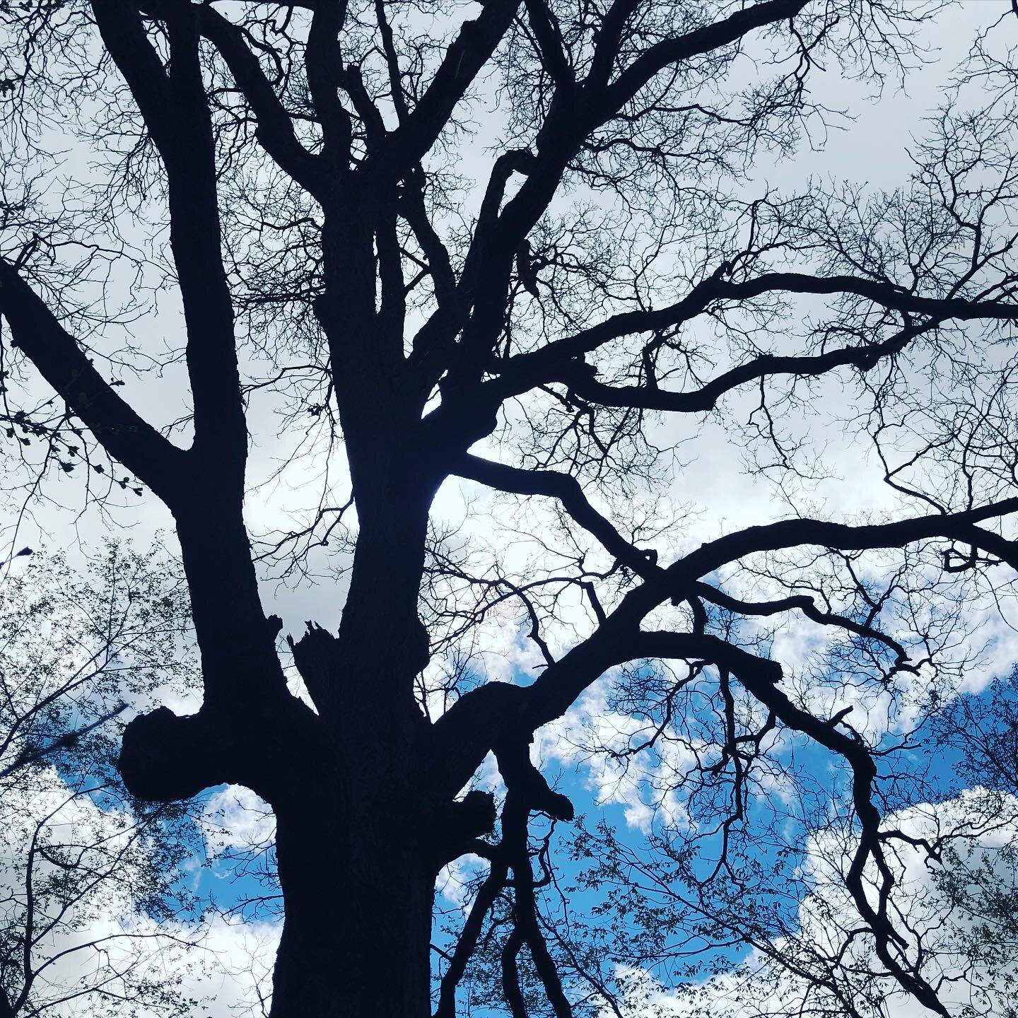 Friends: Remember to look up and take it all in! #lookup #purepresence #walkoutsidedaily #simplyorganizedlife