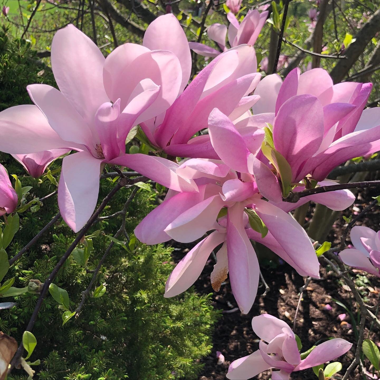 After several months of excruciating pain from an injury, I am finally starting to feel better. It is coinciding nicely with warmer spring weather and lovely blooms everywhere. #simplyorganizedlife #walkoutsidedaily #purepresence #janemagnolia #grate