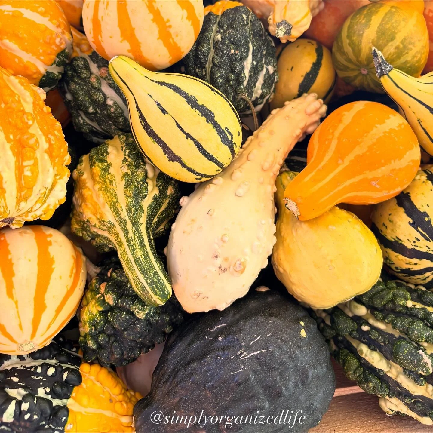 Just look at these beauties!

#simplyorganizedlife #autumnalvibes #falllove #quietbeauty #september2025 #gourds #naturalfalldecor #noplasticpumpkins