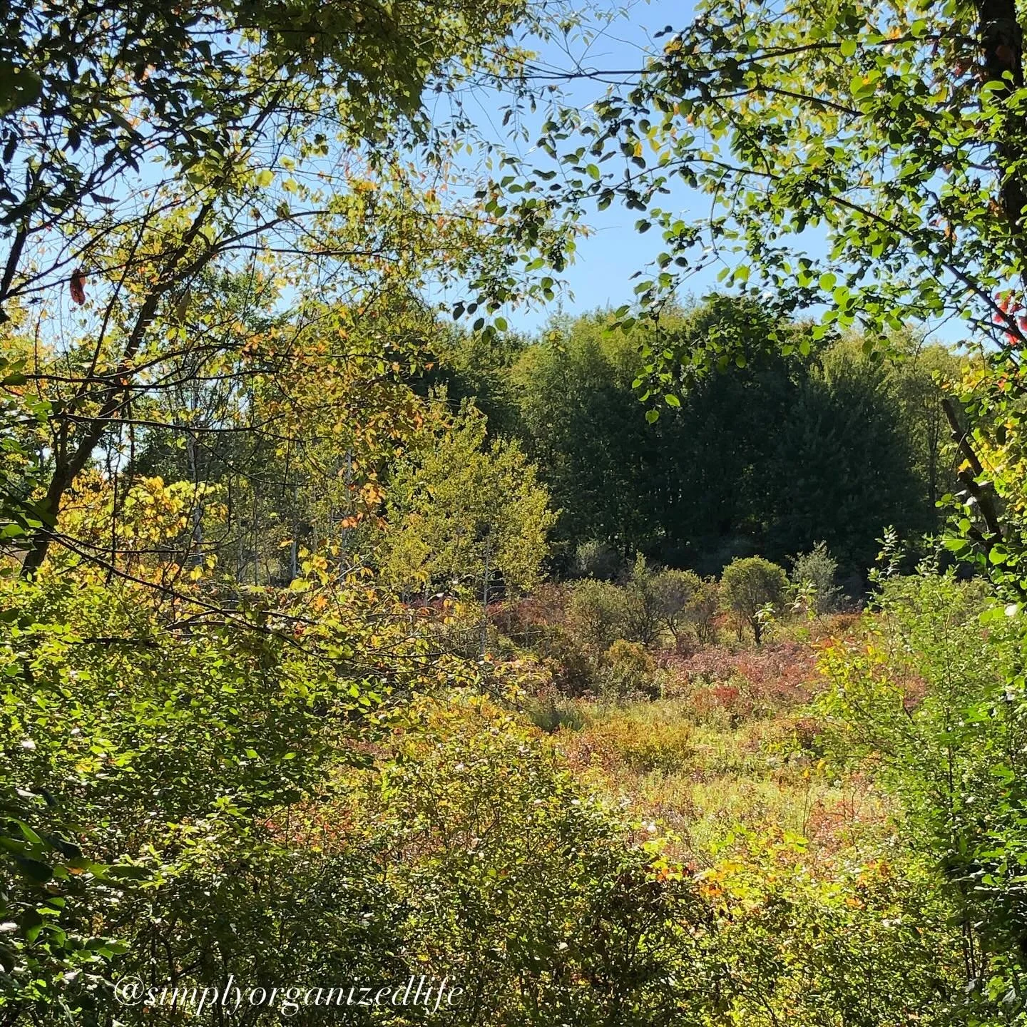 Enjoying the in between of September: no longer summer and not yet full on fall. 

#simplyorganizedlife #autumnalvibes #falllove #september #backtoschool #quietbeauty