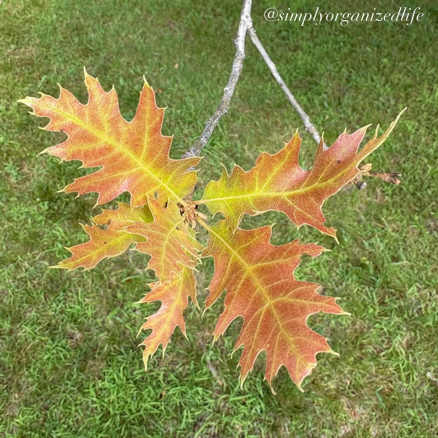 Despite the heat, there is a hint of autumn in the air. I am so ready for it! 

#simplyorganizedlife #isitfallyet #backtoschool #oakleaves