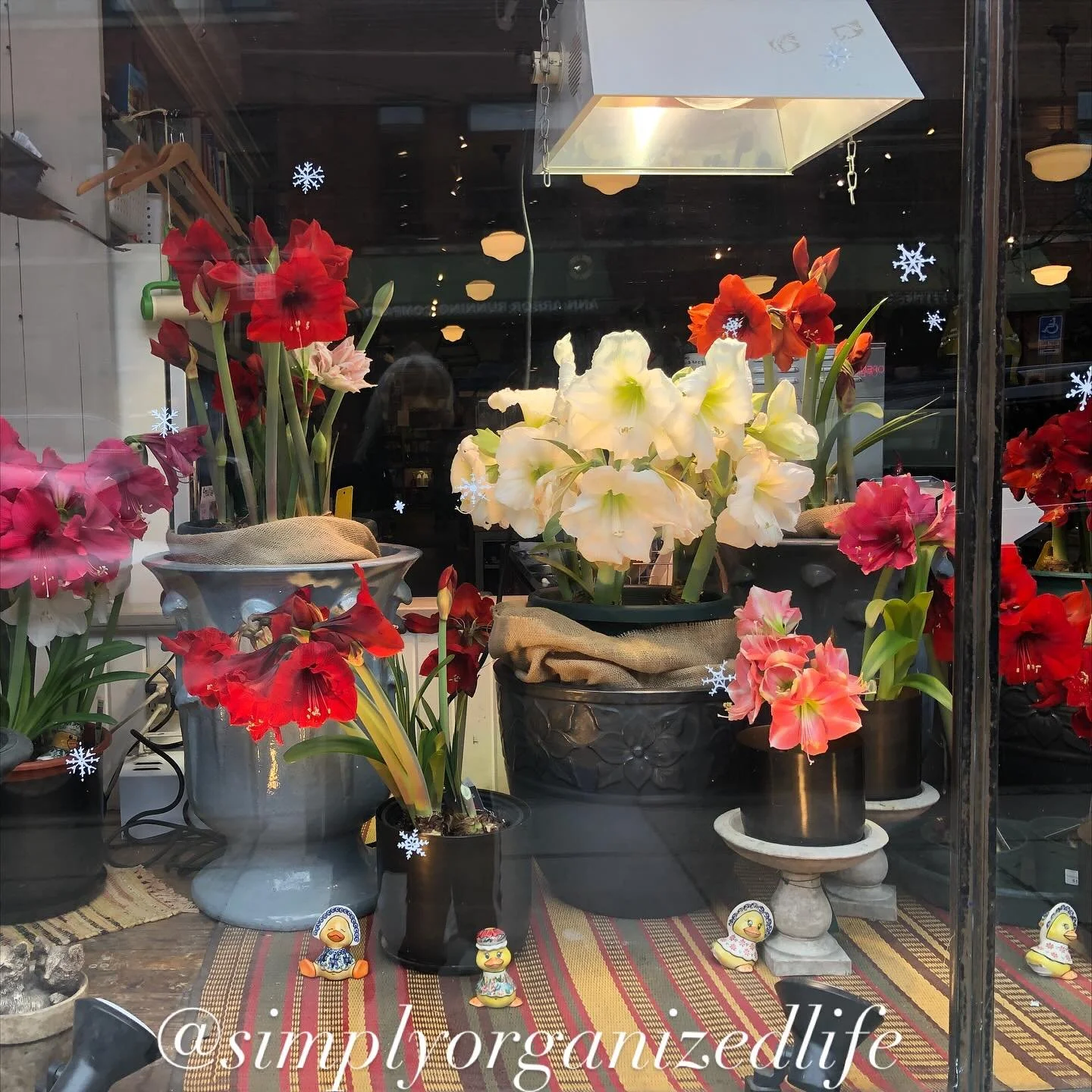 There&rsquo;s a new post over on the blog (link in bio) about my personal experience hosting and guesting. 

downtownhomeandgarden #windowdisplays #amaryllis #winterbulbs #downtownannarbor #annarbormichigan #simplyorganizedlife