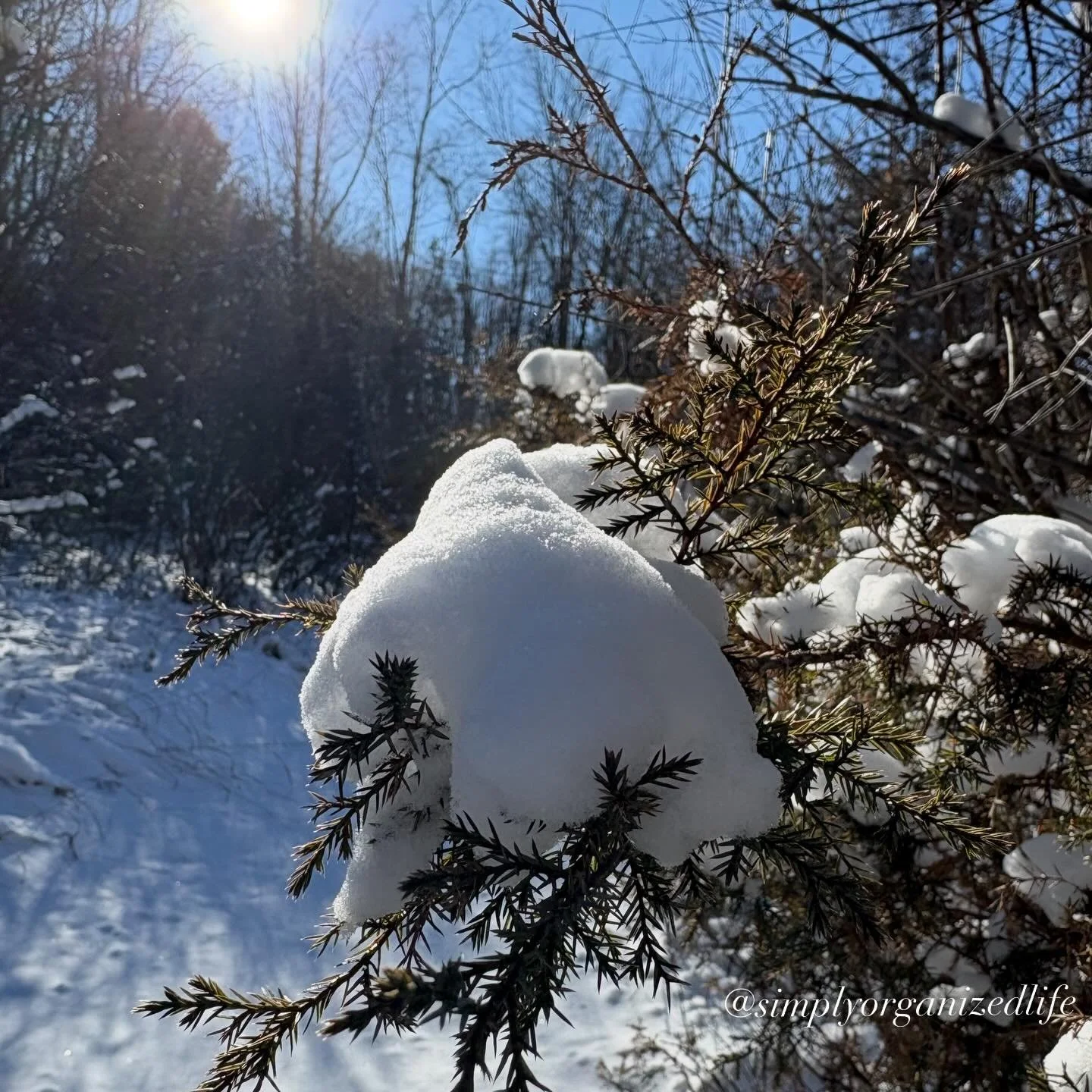 A perfect winter day: sunshine ☀️ snow ❄️ and cold🧊 temperatures! 

#lovewinter #keepthewinterbluesaway #dailydogwalk #natureismychurch #walkoutsidedaily #simplyorganizedlife