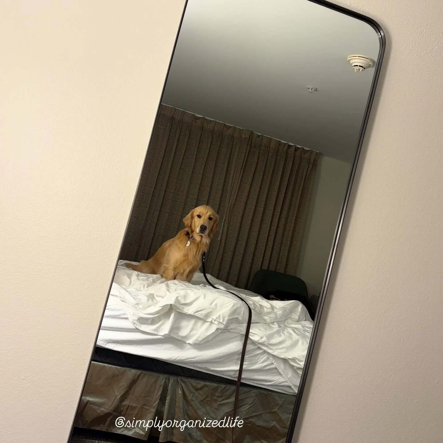No, I do not allow dogs on the bed. 

#petfriendlytravel #simplyorganizedlife #goldenlove