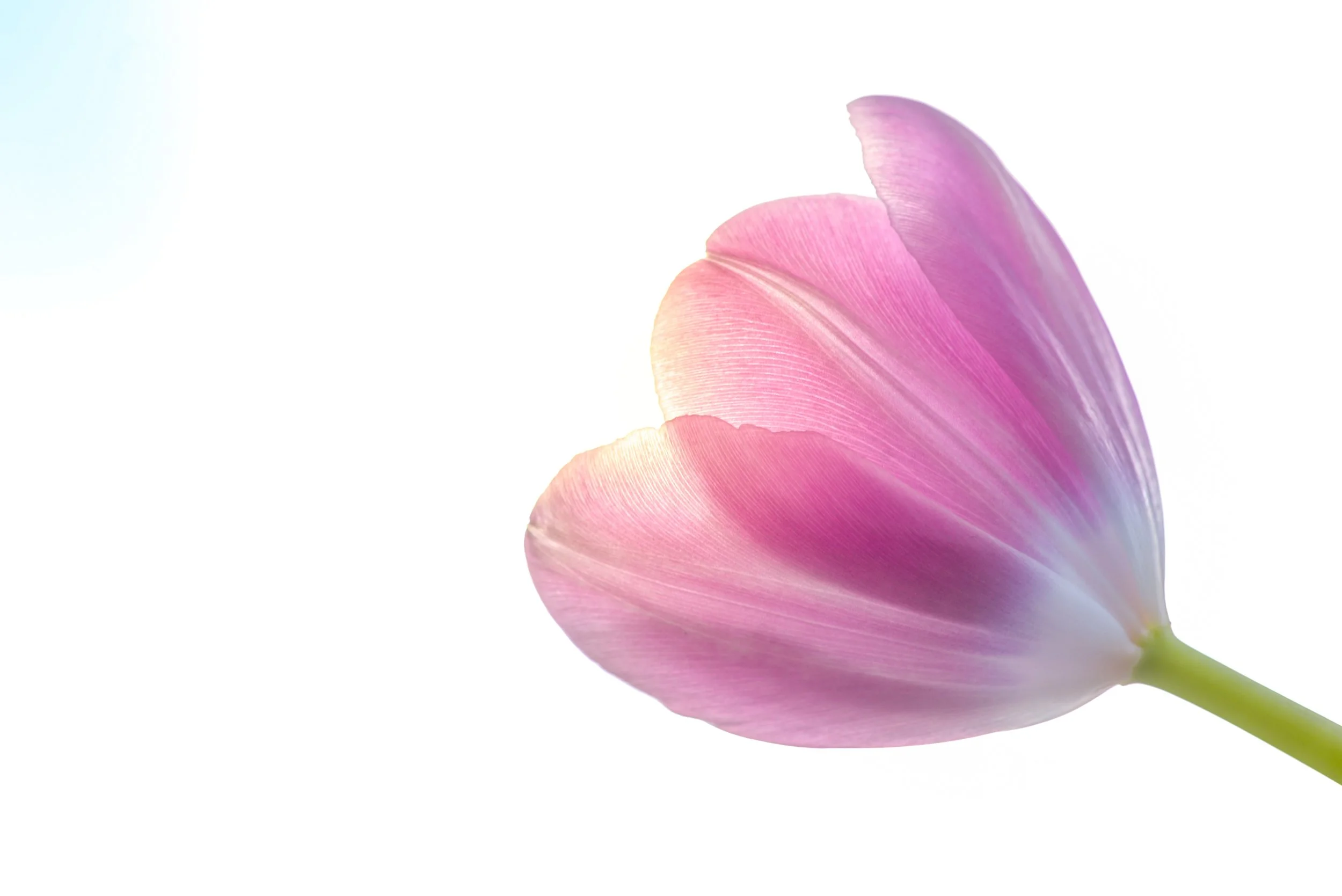 bloom-blossom-flora-982385.jpg