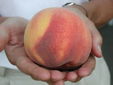The fully-formed, delicious peach.