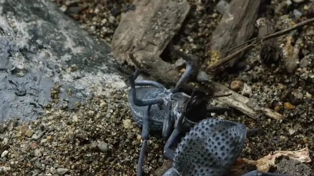 S.C. Johnson "Rescue Roaches"