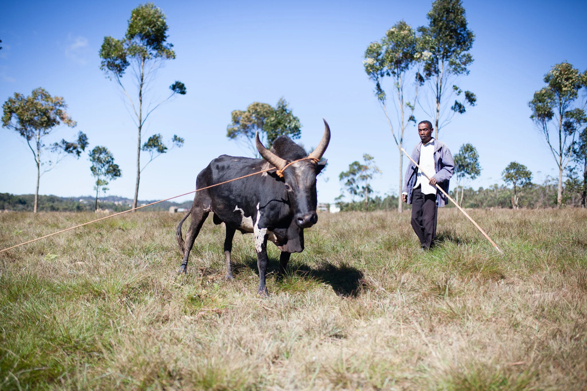 Boy vs. Bull