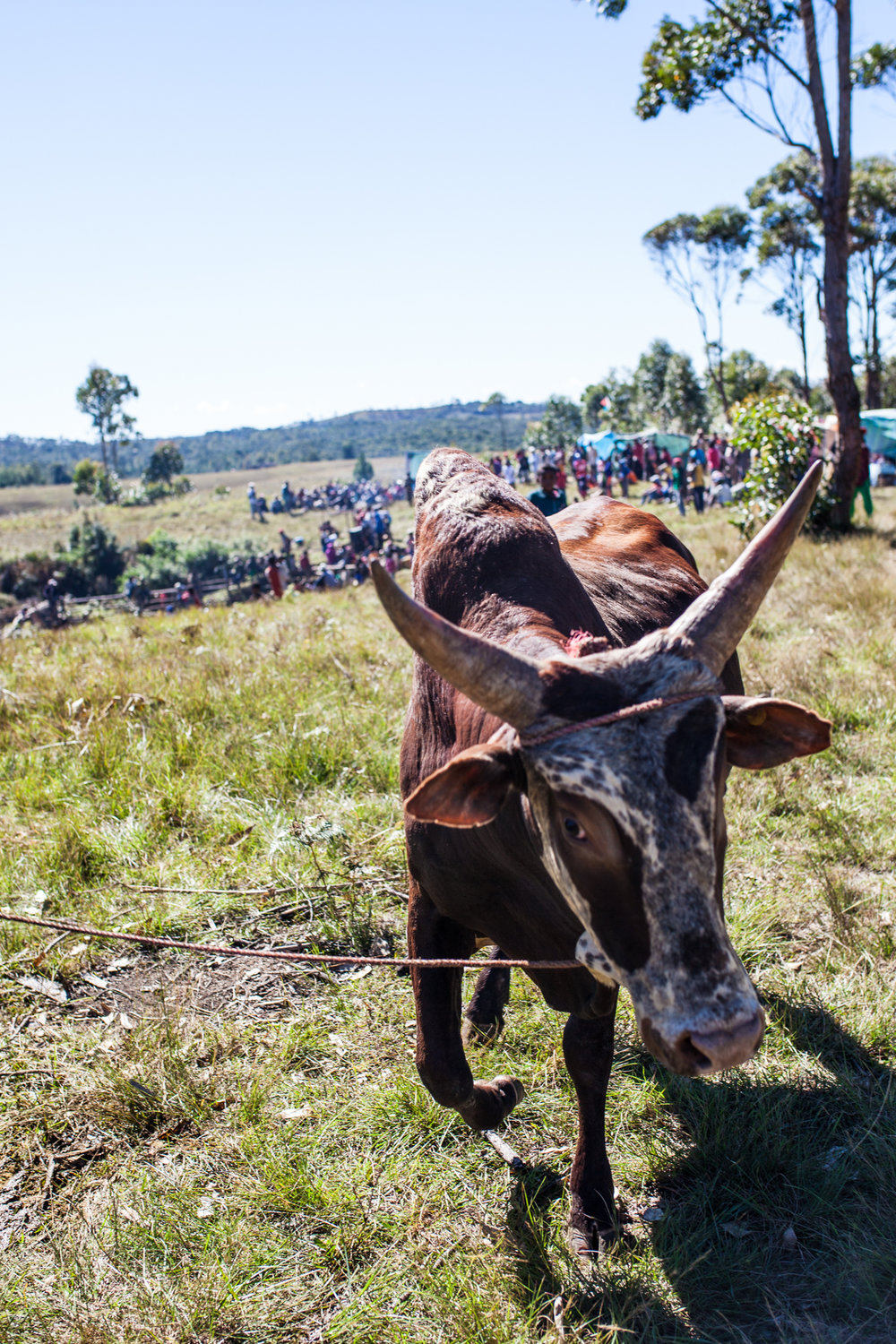  Zebu await the arena 