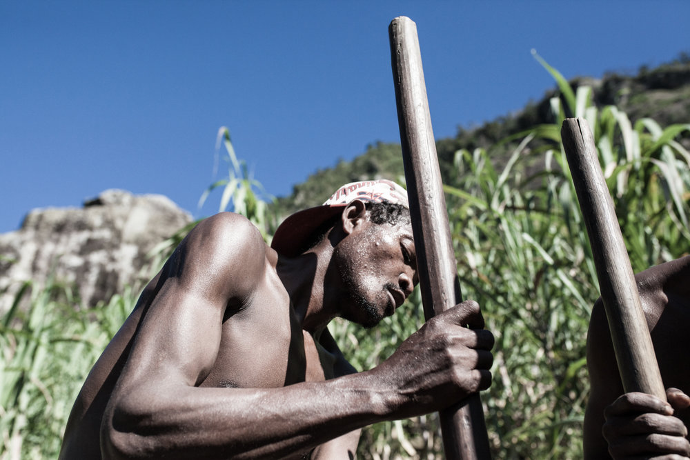  Under a Scorching Sun the Team Painstakingly Pulp the Sugarcane Mix 