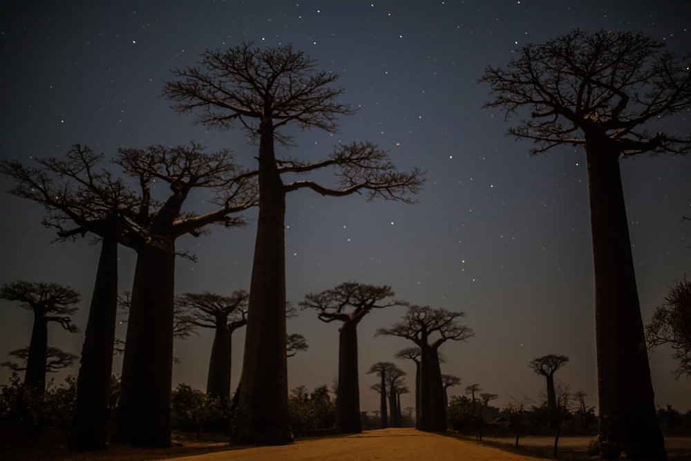  Once the Sunset Photos Have Been Taken the Tourists Drift Back to Morondava Leaving the Trees to their Silence. But there is more to Madagascar’s most famous skyline than most appreciate 