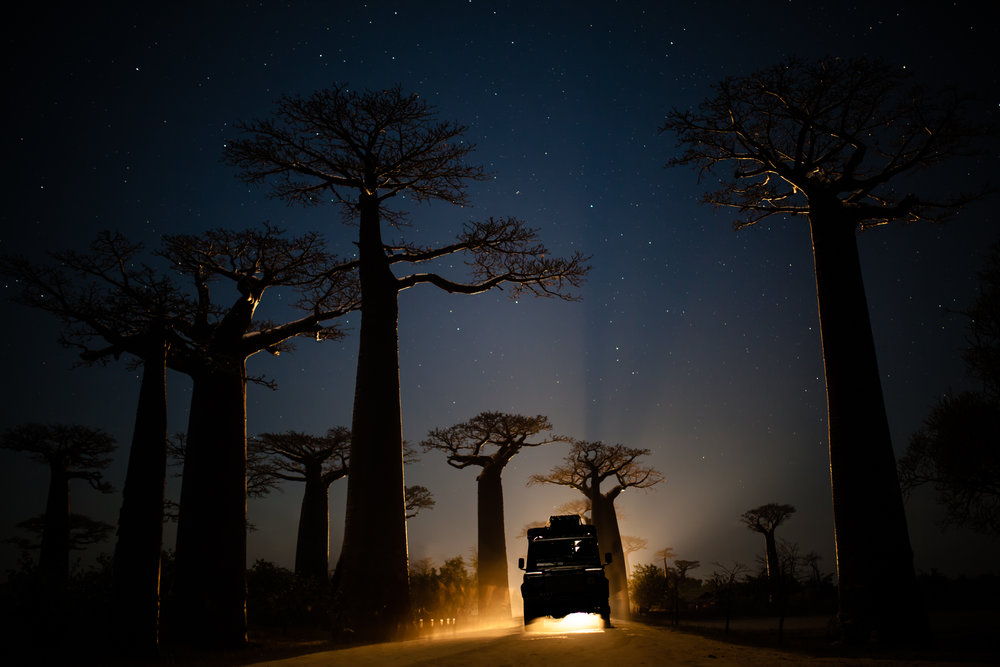  Allee des Baobabs at night 