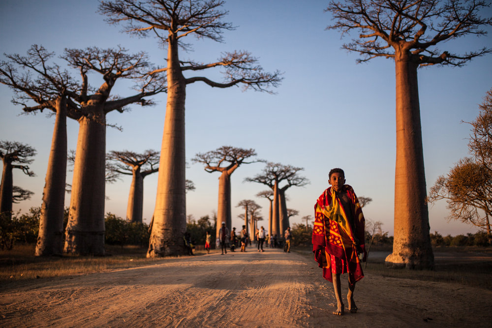  Close to the Coastal Town of Morondava, the Mighty Baobabs Lining the RN8 Have Become A Popular Tourist Attraction 