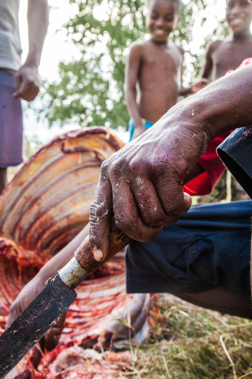  Zebu (cows) are slaughtered for a feast 