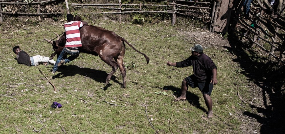  Savika challengers attempt to hang off the animal’s camel-like hump 